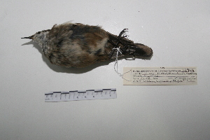  ( - MACN-Or-ct 7040)  @12 [ ] Copyright (2013) MACN Museo Argentino de Ciencias Naturales, Bernardino Rivadavia