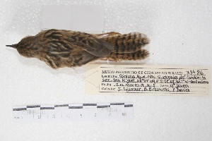  ( - MACN-Or-ct 7797.1)  @11 [ ] Copyright (2015) MACN Museo Argentino de Ciencias Naturales, Bernardino Rivadavia
