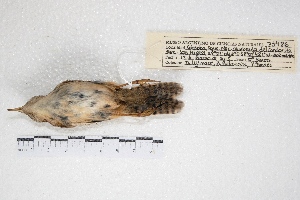 ( - MACN-Or-ct 7797.1)  @11 [ ] Copyright (2015) MACN Museo Argentino de Ciencias Naturales, Bernardino Rivadavia