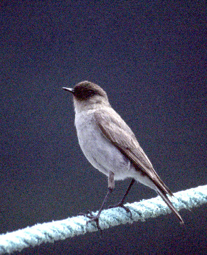  ( - AMNH 9936)  @11 [ ] by-sa (2004) MACN Museo Argentino de Ciencias Naturales "Bernardino Rivadavia"