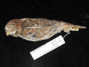  ( - MACN-Or-ct 11638)  @11 [ ] by-sa (2025) MACNBR - CONICET Museo Argentino de Ciencias Naturales "Bernardino Rivadavia"