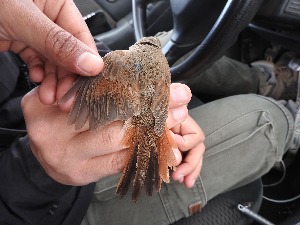  ( - MACN-Or-ct 12031)  @11 [ ] by-sa (23232323) P. Lavinia, A. Casale, E. Canio Museo Argentino de Ciencias Naturales "Bernardino Rivadavia"