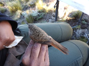  ( - MACN-Or-ct 12036)  @11 [ ] by-sa (23232323) P. Lavinia, A. Casale, E. Canio Museo Argentino de Ciencias Naturales "Bernardino Rivadavia"