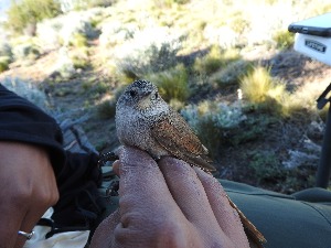  ( - MACN-Or-ct 12036)  @11 [ ] by-sa (23232323) P. Lavinia, A. Casale, E. Canio Museo Argentino de Ciencias Naturales "Bernardino Rivadavia"