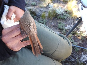  ( - MACN-Or-ct 12036)  @11 [ ] by-sa (23232323) P. Lavinia, A. Casale, E. Canio Museo Argentino de Ciencias Naturales "Bernardino Rivadavia"