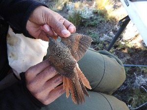  ( - MACN-Or-ct 12036)  @11 [ ] by-sa (23232323) P. Lavinia, A. Casale, E. Canio Museo Argentino de Ciencias Naturales "Bernardino Rivadavia"