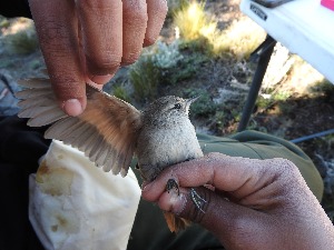  ( - MACN-Or-ct 12036)  @11 [ ] by-sa (23232323) P. Lavinia, A. Casale, E. Canio Museo Argentino de Ciencias Naturales "Bernardino Rivadavia"