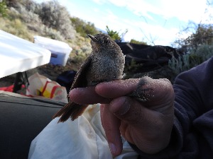  ( - MACN-Or-ct 12037)  @11 [ ] by-sa (23232323) P. Lavinia, A. Casale, E. Canio Museo Argentino de Ciencias Naturales "Bernardino Rivadavia"