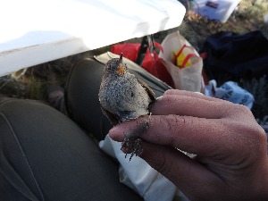  ( - MACN-Or-ct 12037)  @11 [ ] by-sa (23232323) P. Lavinia, A. Casale, E. Canio Museo Argentino de Ciencias Naturales "Bernardino Rivadavia"