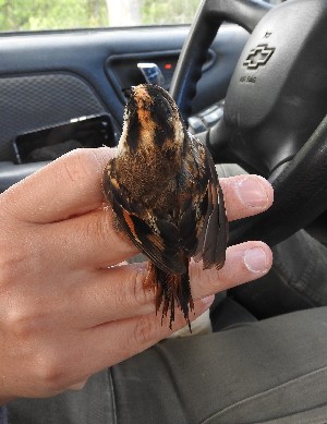  ( - MACN-Or-ct 12109)  @11 [ ] by-sa (23232323) P. Lavinia, A. Casale, E. Canio Museo Argentino de Ciencias Naturales "Bernardino Rivadavia"