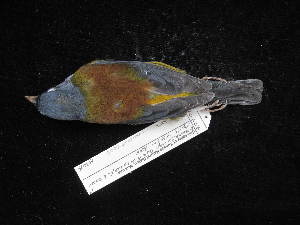  ( - MACN-Or-ct 2605)  @11 [ ] by-sa (2025) MACNBR - CONICET Museo Argentino de Ciencias Naturales "Bernardino Rivadavia"
