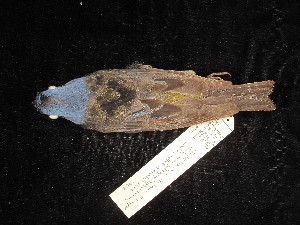  ( - MACN-Or-ct 2764.1)  @11 [ ] by-sa (2025) MACNBR - CONICET Museo Argentino de Ciencias Naturales "Bernardino Rivadavia"