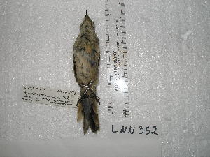  ( - MACN-Or-ct 3018)  @11 [ ] by-sa (07070707) Div. Ornitologia Museo Argentino de Ciencias Naturales "Bernardino Rivadavia"
