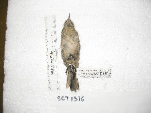  ( - MACN-Or-ct 3027)  @11 [ ] by-sa (07070707) Div. Ornitologia Museo Argentino de Ciencias Naturales "Bernardino Rivadavia"