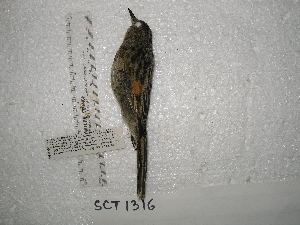 ( - MACN-Or-ct 3027)  @11 [ ] by-sa (07070707) Div. Ornitologia Museo Argentino de Ciencias Naturales "Bernardino Rivadavia"
