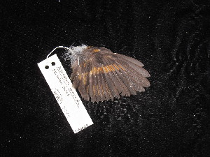  ( - MACN-Or-ct 3034)  @11 [ ] by-sa (2025) MACNBR - CONICET Museo Argentino de Ciencias Naturales "Bernardino Rivadavia"