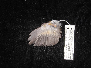  ( - MACN-Or-ct 3034)  @11 [ ] by-sa (2025) MACNBR - CONICET Museo Argentino de Ciencias Naturales "Bernardino Rivadavia"