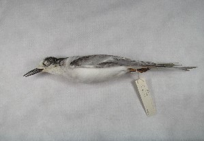  (Sterna hirundinacea - MACN-Or-ct 3621)  @11 [ ] by-sa (2025) MACNBR - CONICET Museo Argentino de Ciencias Naturales "Bernardino Rivadavia"