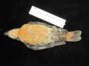  ( - MACN-Or-ct 9794)  @11 [ ] by-sa (2025) MACNBR - CONICET Museo Argentino de Ciencias Naturales "Bernardino Rivadavia"
