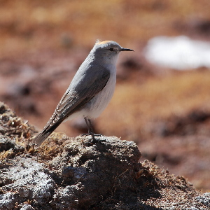  (Muscisaxicola rufivertex pallidiceps - B-7611)  @11 [ ] by-nc-sa  Unspecified Unspecified