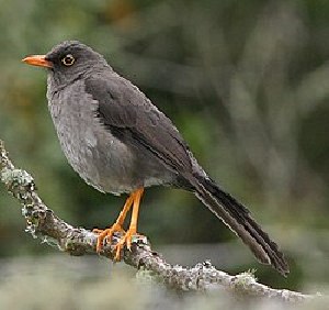  (Turdus fuscater - MACN-Or-ct_3849)  @11 [ ] by-nc-sa  Unspecified Unspecified