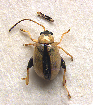  (Longitarsus ochroleucus lindbergi - 24C)  @11 [ ] Unspecified (default): All Rights Reserved  Unspecified Unspecified