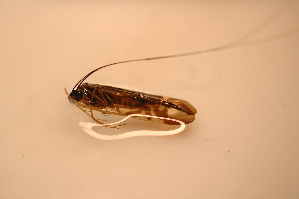  ( - IU-INHS-860891)  @11 [ ] c (2021) Jose Andres Cornell Univeristy- Department of Ecology and Evolutionary Biology