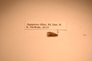  (Agapetus illini - IU-INHS-861040)  @11 [ ] c (2021) Jose Andres Cornell Univeristy- Department of Ecology and Evolutionary Biology