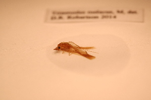  ( - IU-INHS-792768)  @11 [ ] c (2021) Jose Andres Cornell Univeristy- Department of Ecology and Evolutionary Biology