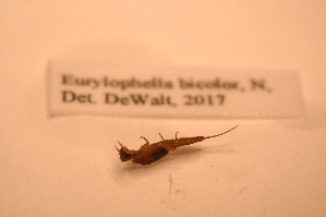 ( - IU-INHS-659574)  @11 [ ] c (2049) Jose Andres Cornell Univeristy- Department of Ecology and Evolutionary Biology