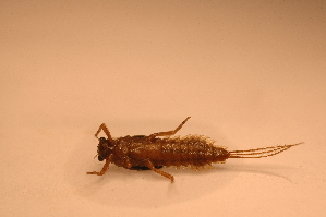  ( - IU-INHS-862637)  @11 [ ] c (2057) Jose Andres Cornell Univeristy- Department of Ecology and Evolutionary Biology