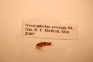  ( - IU-INHS-39700)  @11 [ ] c (2080) Jose Andres Cornell Univeristy- Department of Ecology and Evolutionary Biology