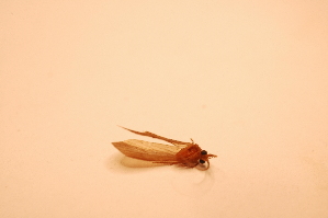 ( - IU-INHS-863158)  @11 [ ] c (2085) Jose Andres Cornell Univeristy- Department of Ecology and Evolutionary Biology