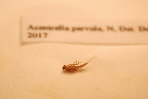  ( - IU-INHS-862136)  @11 [ ] c (2098) Jose Andres Cornell Univeristy- Department of Ecology and Evolutionary Biology