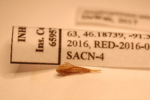  ( - IU-INHS-659577)  @11 [ ] c (2103) Jose Andres Cornell Univeristy- Department of Ecology and Evolutionary Biology