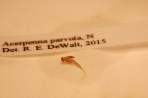  ( - IU-INHS-862162)  @11 [ ] c (2045) Jose Andres Cornell Univeristy- Department of Ecology and Evolutionary Biology