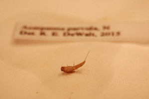  ( - IU-INHS-862164)  @11 [ ] c (2047) Jose Andres Cornell Univeristy- Department of Ecology and Evolutionary Biology