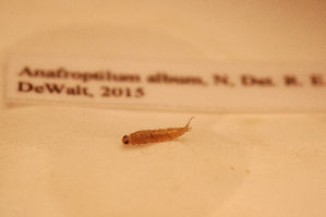  ( - IU-INHS-862166)  @11 [ ] c (2049) Jose Andres Cornell Univeristy- Department of Ecology and Evolutionary Biology