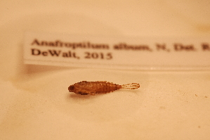  ( - IU-INHS-862172)  @11 [ ] c (2056) Jose Andres Cornell Univeristy- Department of Ecology and Evolutionary Biology