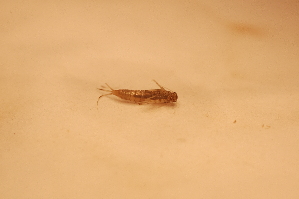  ( - IU-INHS-862177)  @11 [ ] c (2067) Jose Andres Cornell Univeristy- Department of Ecology and Evolutionary Biology