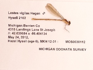  (Lestes vigilax - UMMZI-MOS0030112)  @11 [ ] c (2021) Jose Andres Cornell Univeristy- Department of Ecology and Evolutionary Biology