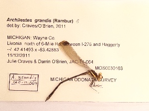  ( - UMMZI-MOS0030163)  @11 [ ] c (2021) Jose Andres Cornell Univeristy- Department of Ecology and Evolutionary Biology