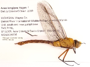  ( - UMMZI-MOS0030236)  @11 [ ] c (2021) Jose Andres Cornell Univeristy- Department of Ecology and Evolutionary Biology