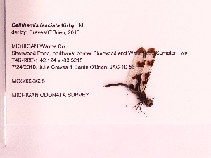  (Celithemis fasciata - UMMZI-MOS0033695)  @11 [ ] c (2021) Jose Andres Cornell Univeristy- Department of Ecology and Evolutionary Biology