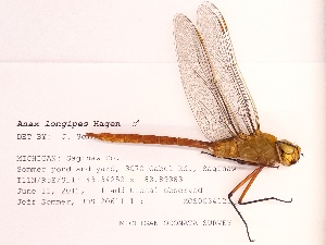  ( - UMMZI-MOS0034121)  @11 [ ] c (2021) Jose Andres Cornell Univeristy- Department of Ecology and Evolutionary Biology