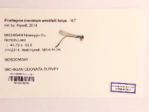  (Enallagma traviatum - UMMZI-MOS0036049)  @11 [ ] c (2021) Jose Andres Cornell Univeristy- Department of Ecology and Evolutionary Biology