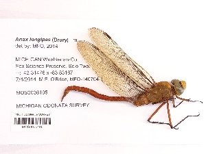  ( - UMMZI-MOS0036105)  @11 [ ] c (2021) Jose Andres Cornell Univeristy- Department of Ecology and Evolutionary Biology