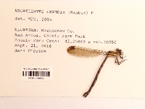 ( - UMMZI-MOS0036815)  @11 [ ] c (2021) Jose Andres Cornell Univeristy- Department of Ecology and Evolutionary Biology