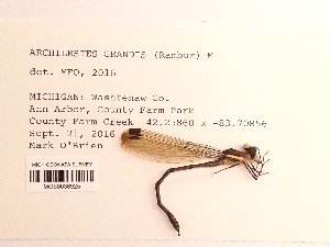  ( - UMMZI-MOS0036925)  @11 [ ] c (2021) Jose Andres Cornell Univeristy- Department of Ecology and Evolutionary Biology