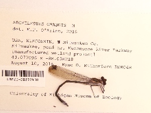  ( - UMMZI-UMMZI-00272430)  @11 [ ] c (2021) Jose Andres Cornell Univeristy- Department of Ecology and Evolutionary Biology